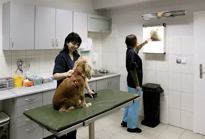 Wyżyny. Lecznica weterynaryjna. Połulich W.M.